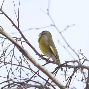 European Greenfinch