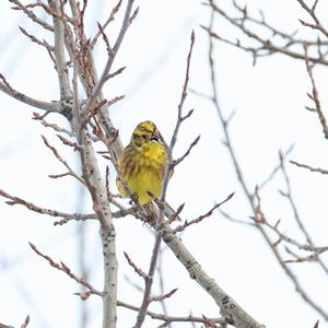 Yellowhammer