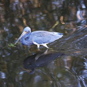 Tricoloured Heron