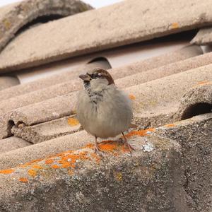 House Sparrow