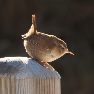 Winter Wren