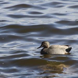 Northern Pintail