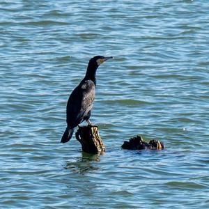 Great Cormorant