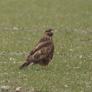 Common Buzzard