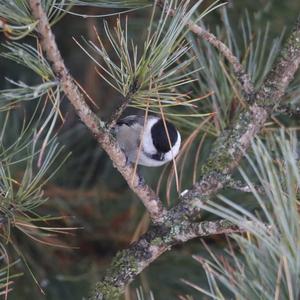 Willow Tit