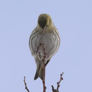 Eurasian Siskin