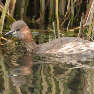 Little Grebe