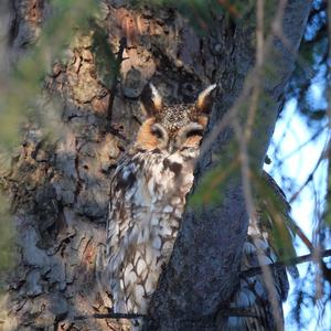 Long-eared Owl