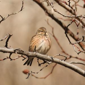 Eurasian Linnet