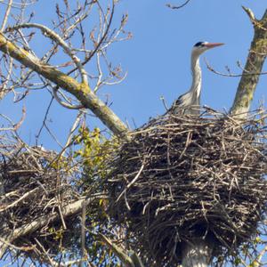 Grey Heron