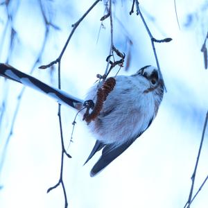 Long-tailed Tit