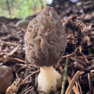 Black Morel