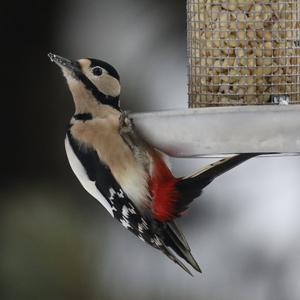 Great Spotted Woodpecker