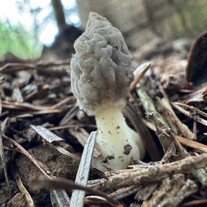 Black Morel