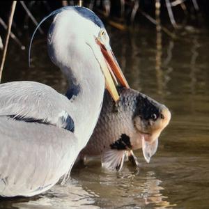 Grey Heron