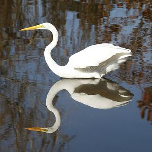 Great Egret