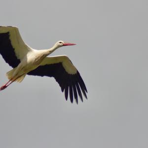 White Stork