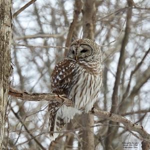 Barred Owl