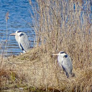 Grey Heron