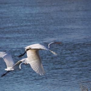 Great Egret