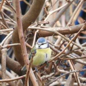 Blue Tit