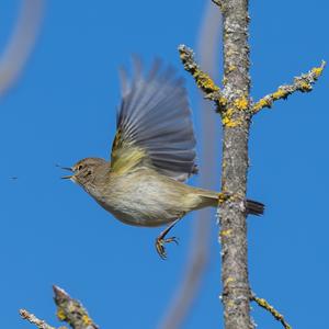 Common Chiffchaff