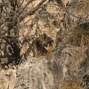 Eurasian Eagle-owl