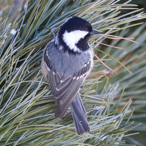 Coal Tit