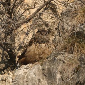 Eurasian Eagle-owl