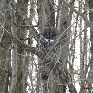 Great Grey Owl