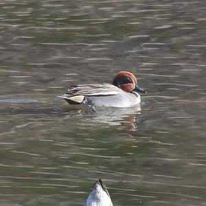 Common Teal