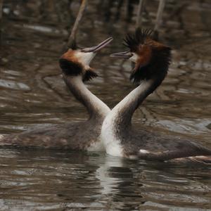 Great Crested Grebe