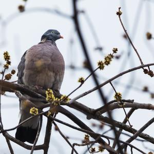 Common Wood-pigeon