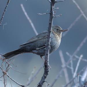 Amsel