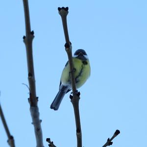 Great Tit