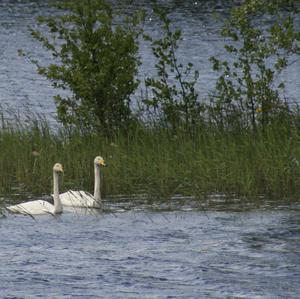 Singschwan