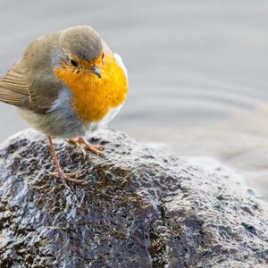 European Robin