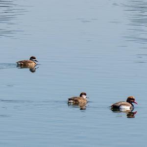 Red-crested Pochard