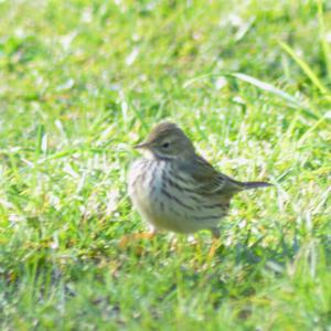 Meadow Pipit