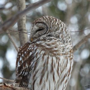 Barred Owl