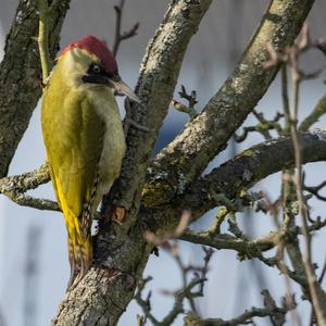 Eurasian Green Woodpecker