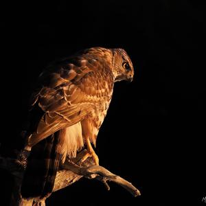 Northern Goshawk