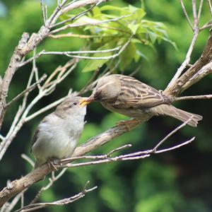 House Sparrow