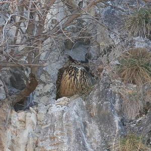 Eurasian Eagle-owl