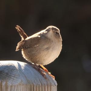 Winter Wren