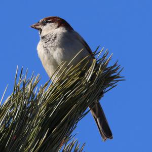 House Sparrow