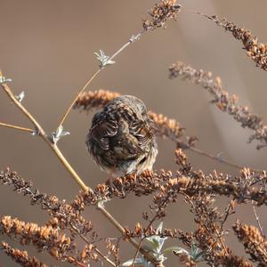 Hedge Accentor