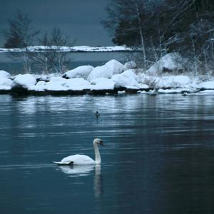 Höckerschwan