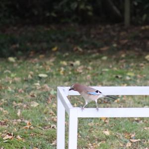 Eurasian Jay