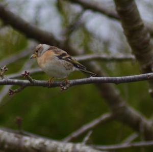 Brambling